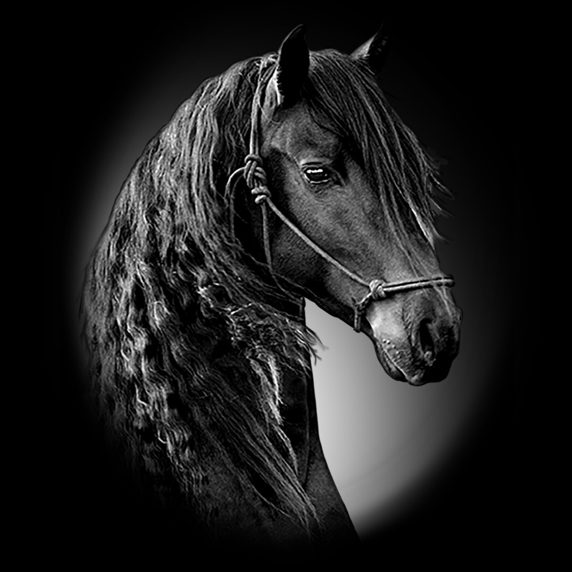 Kris-Hendrix-Etchings-Horse-Animals-415